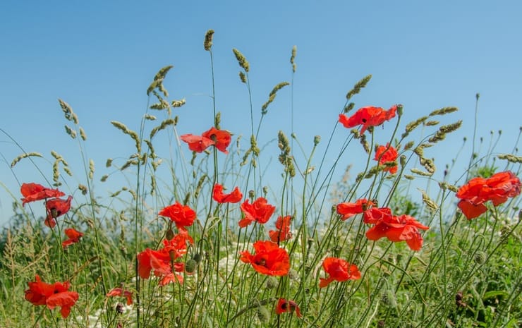 All you need to know about the Royal British Legion Swiss Branch ...